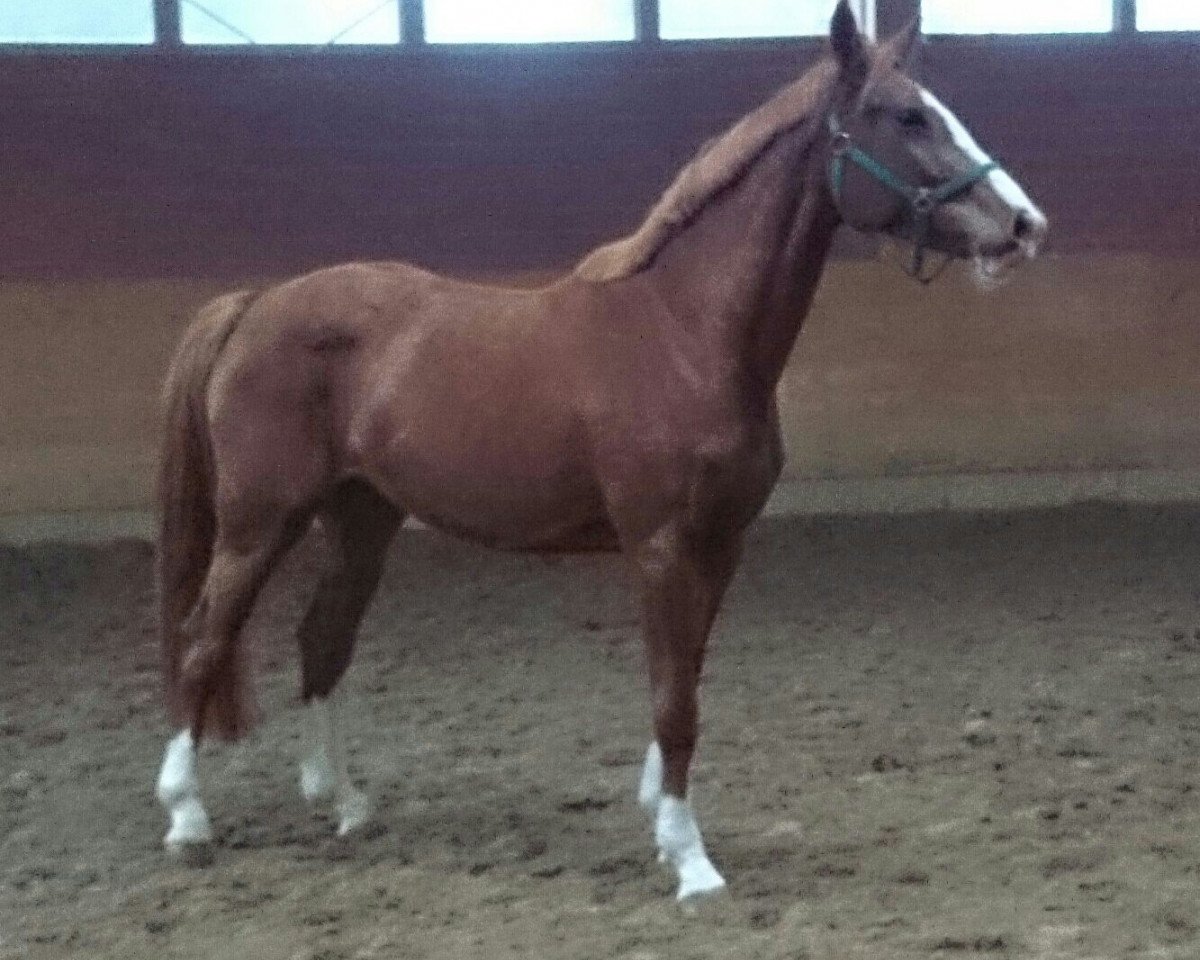 Zuchtstute Bo de Landetta Z (Zangersheide Reitpferd, 2010, von Baloubet du Rouet)