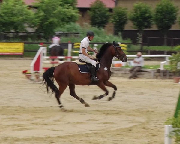 Reitturnier Schönfeld 2019