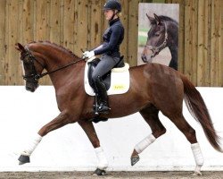 broodmare Diva Dannebrog DMJ (Hanoverian, 2009, from Don Schufro)