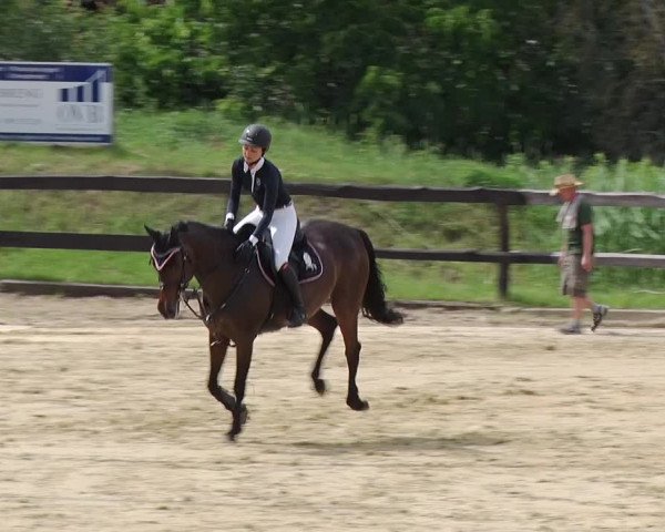 Reitturnier Schönfeld 2019