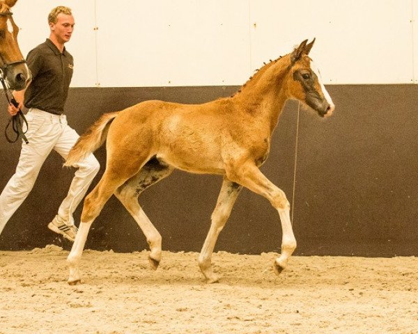 Pferd Lelegro (KWPN (Niederländisches Warmblut), 2016, von Negro)