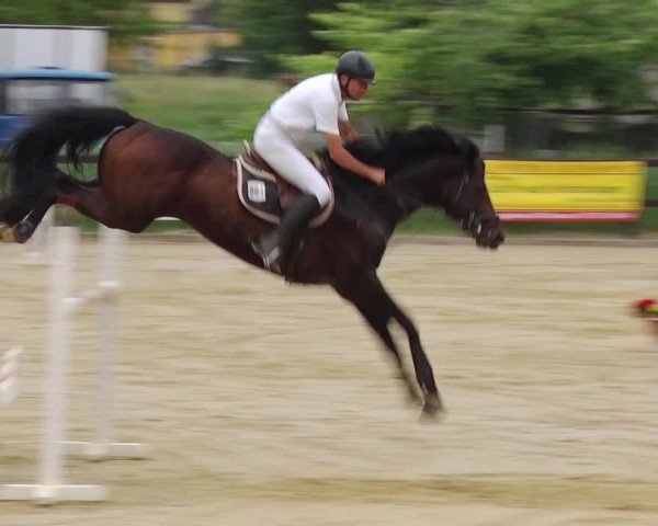 Reitturnier Schönfeld 2019