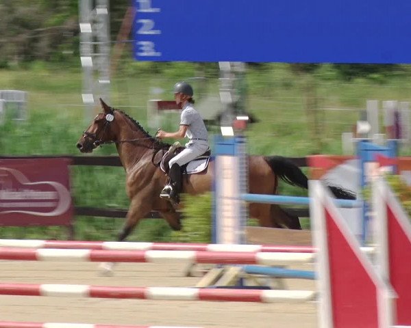 Reitturnier Schönfeld 2019
