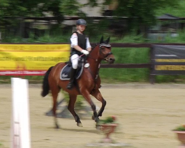 Reitturnier Schönfeld 2019