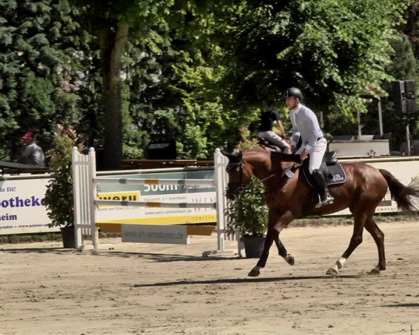Reitturnier Viernheim 2019