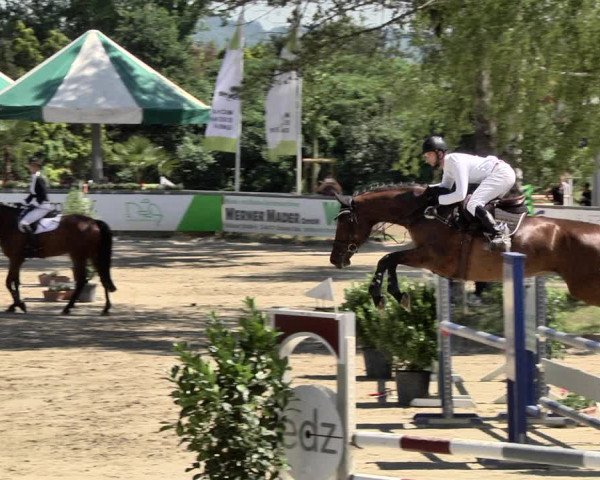 Reitturnier Viernheim 2019