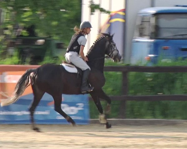 Reitturnier Schönfeld 2019