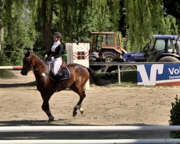 Reitturnier Viernheim 2019