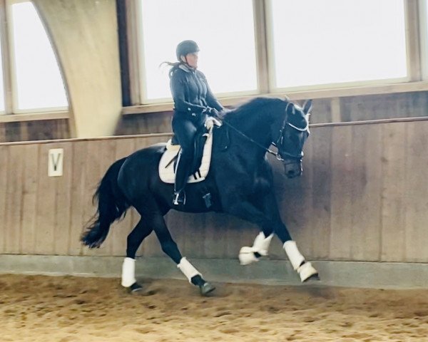 dressage horse Don Vanderhill (Holsteiner, 2016, from Damon)