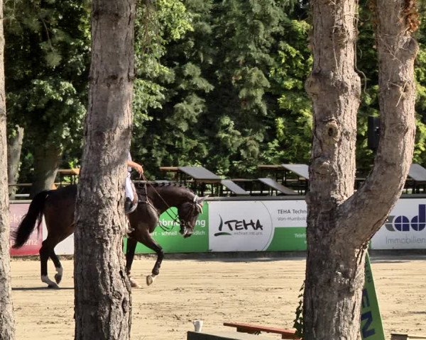 Reitturnier Viernheim 2019
