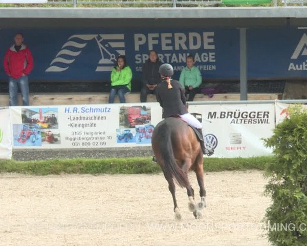 Reitturnier Plaffeien 2019