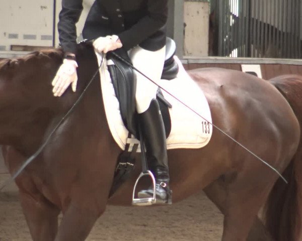 Reitturnier Fröndenberg 2019