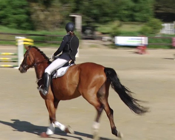 Reitturnier Schönfeld 2019