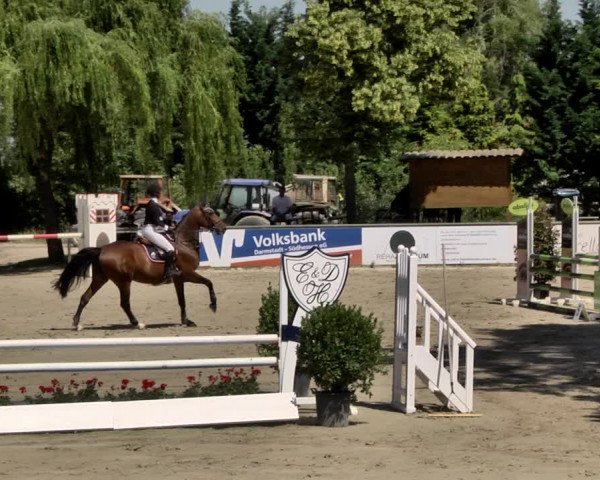 Reitturnier Viernheim 2019