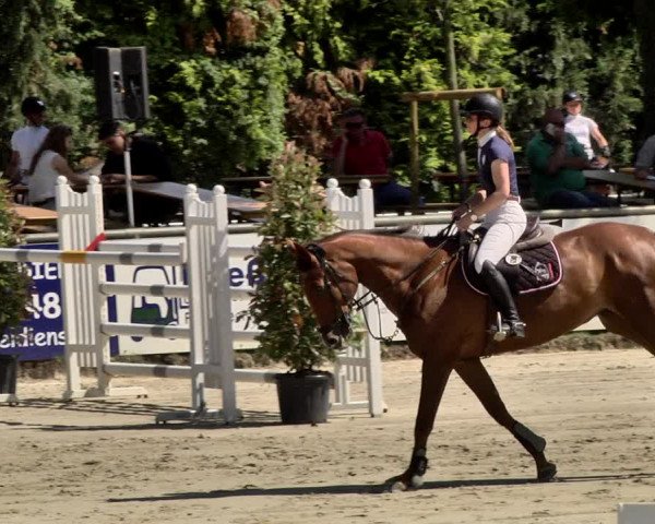 Reitturnier Viernheim 2019
