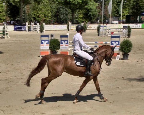 Reitturnier Viernheim 2019