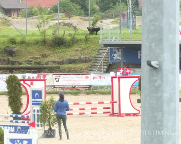 Reitturnier Plaffeien 2019