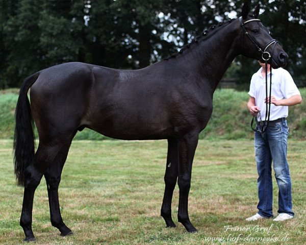 horse Feiner Tanz (Trakehner, 2007, from Grafenstolz)