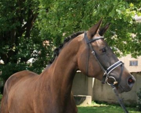 broodmare Fantastika (Trakehner, 2000, from Tanzmeister I)