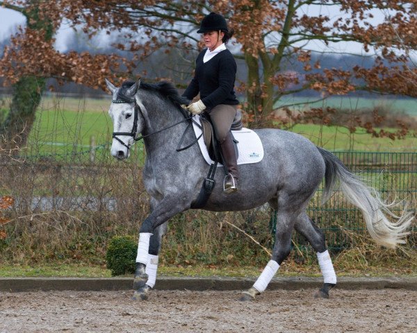 dressage horse Residenz (Trakehner, 2010, from Hibiskus)