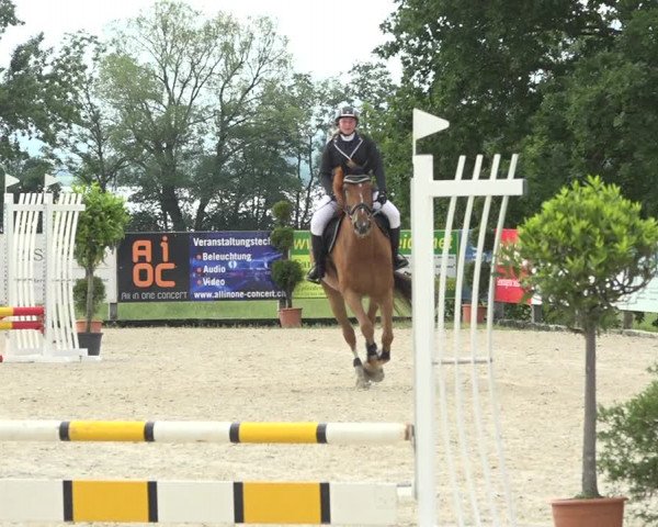 Reitturnier Hitzkirch 2019