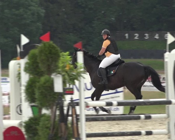 Reitturnier Hitzkirch 2019