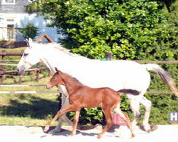 jumper Skyfall AS (Trakehner, 2014, from Herbstkönig 2)