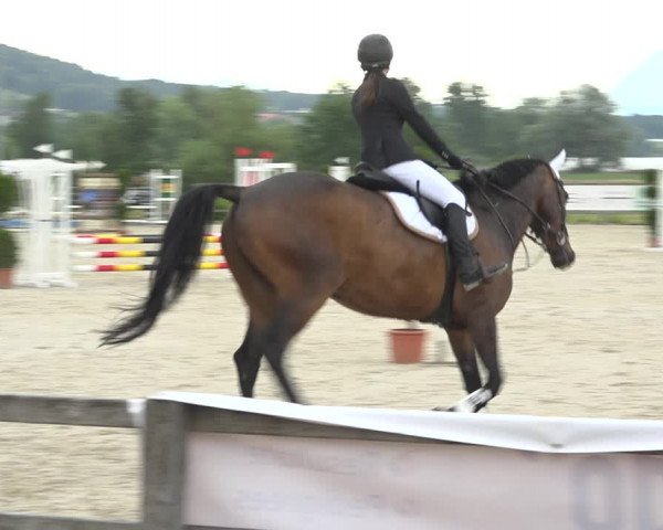 Reitturnier Hitzkirch 2019