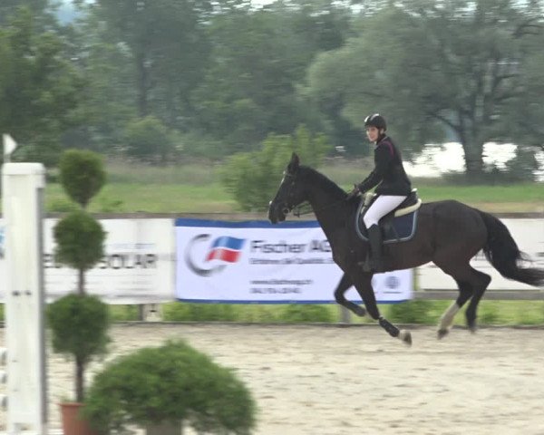 Reitturnier Hitzkirch 2019