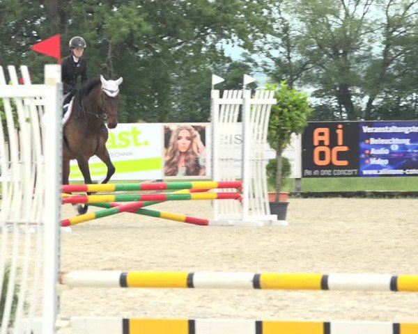 Reitturnier Hitzkirch 2019