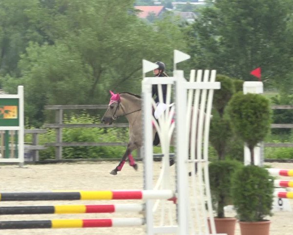 Reitturnier Hitzkirch 2019