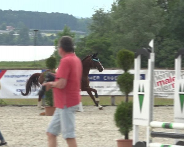 Reitturnier Hitzkirch 2019
