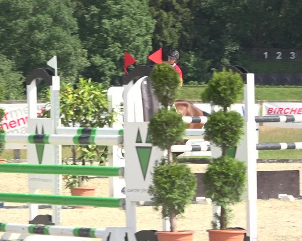 Reitturnier Hitzkirch 2019