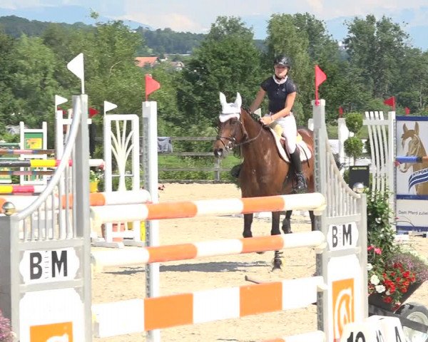 Reitturnier Hitzkirch 2019