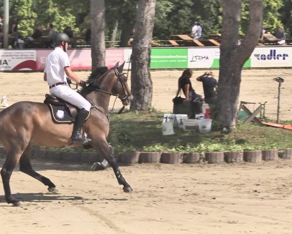 Reitturnier Viernheim 2019