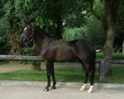 dressage horse Moorhill's Marshall (New Forest Pony, 2005, from Major)