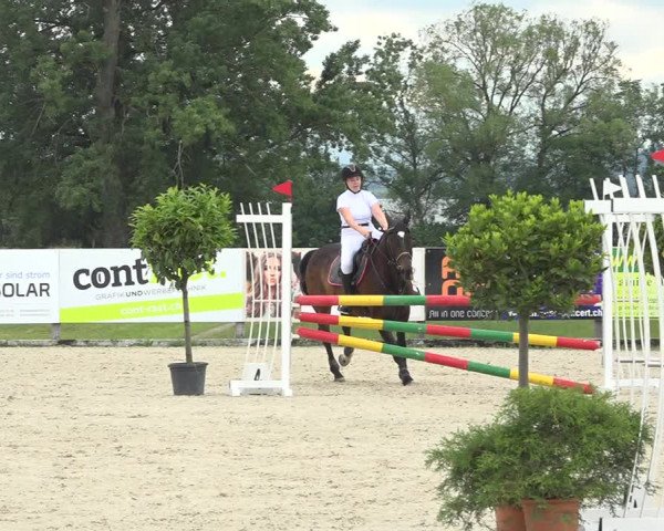 Reitturnier Hitzkirch 2019