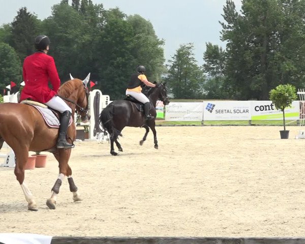 Reitturnier Hitzkirch 2019