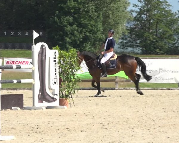 Reitturnier Hitzkirch 2019