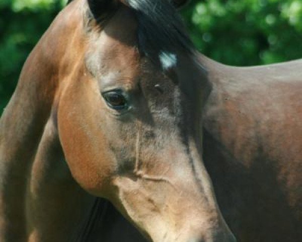 broodmare Berdona (Trakehner, 1995, from Donaumonarch)