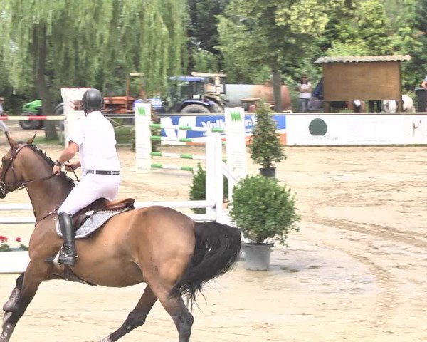 Reitturnier Viernheim 2019