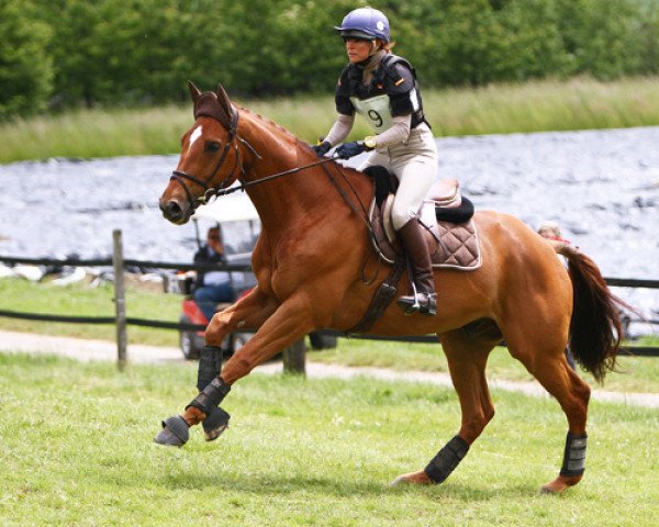 jumper Finney Heart (Trakehner, 2009, from Fragonard xx)