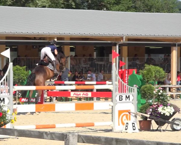 Reitturnier Hitzkirch 2019