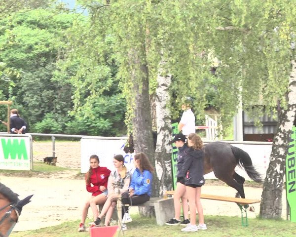 Reitturnier Viernheim 2019