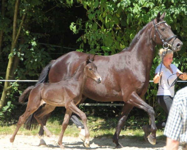broodmare Miami Love (Trakehner, 2003, from In Petto)