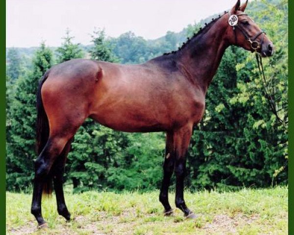 broodmare Pelena (Trakehner, 2007, from Le Rouge 7)