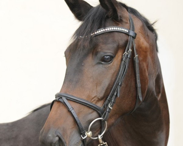 horse Palmyra (Trakehner, 2013, from Herakles TSF)