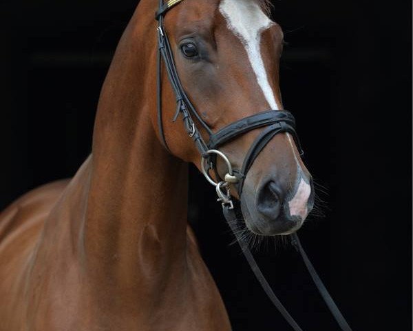 horse Illimani 2 (Trakehner, 2008, from Lord Luciano 2) horse Illimani 2 (Trakehner, 2008, from Lord Luciano 2)