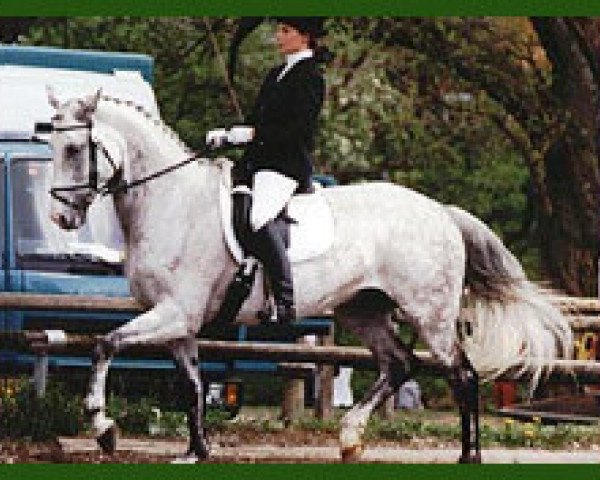 broodmare Ilias II (Trakehner, 1988, from Itaxerxes)