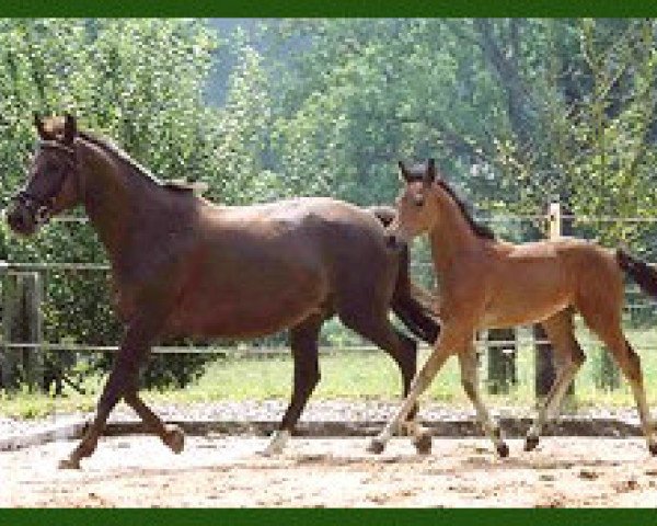 broodmare Piroschka XXVI (Trakehner, 1991, from Mandant)